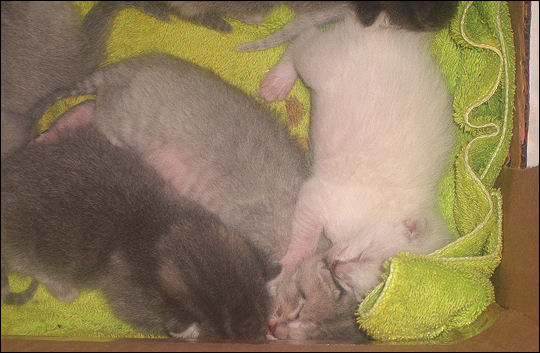 Taxi's kittens