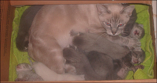 Taxi and her babies