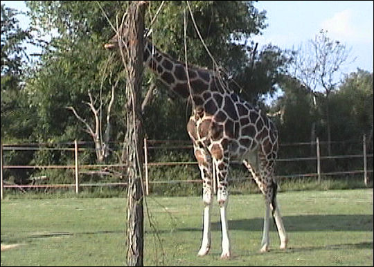 Evan's trip to the zoo