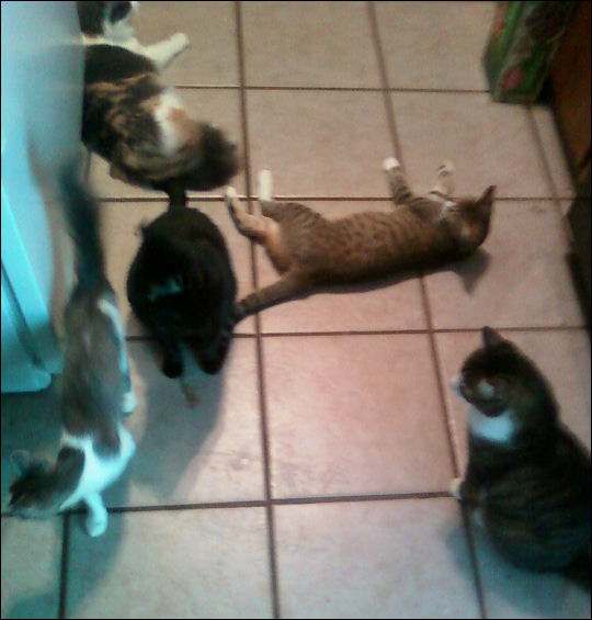 Five kitties