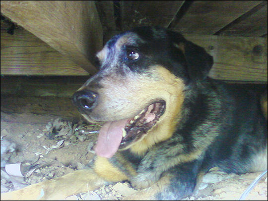 Xena in the shade