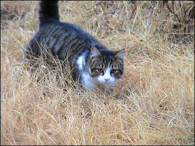 Mystery Kitten