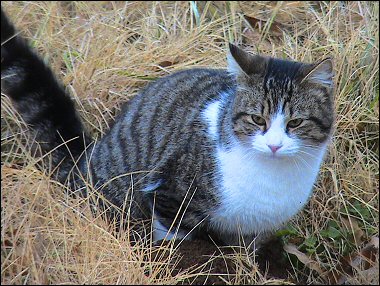 Mystery Kitten