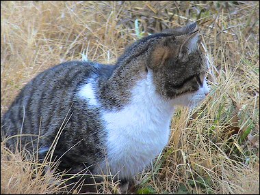 Mystery Kitten