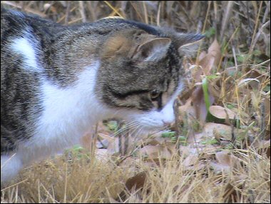 Mystery Kitten