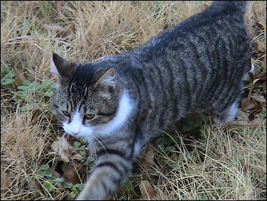 Mystery Kitten