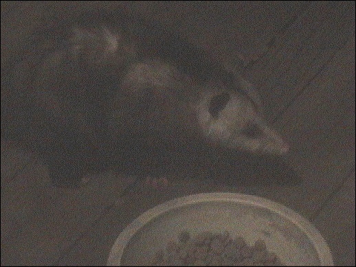 Possum