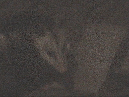 Possum