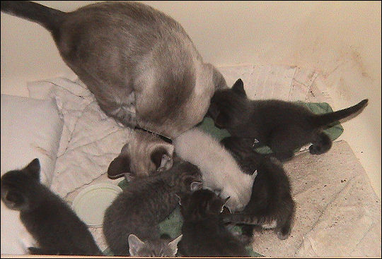 Taxi vs. her kittens in...FEEDING FRENZY!