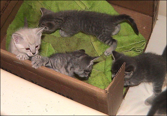 Taxi's kittens