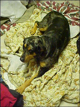 Xena