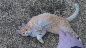 Sammy Cat Belly Rub Attack!