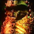 Terror Of The Zygons